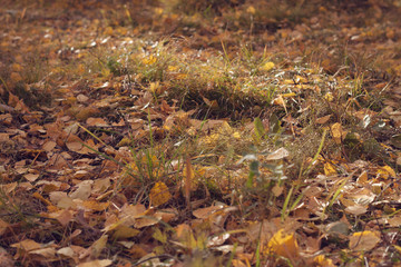 Obraz na płótnie Canvas Fallen yellow leaves in the grass. Autumn background.