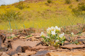 Obraz na płótnie Canvas Wild flower blossom in the Las Vegas Wash trail