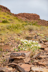 Wild flower blossom in the Las Vegas Wash trail