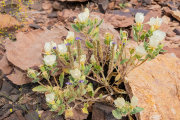 Wild flower blossom in the Las Vegas Wash trail