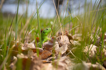 closeup green lizard hide in a grass, outdoor natural scene