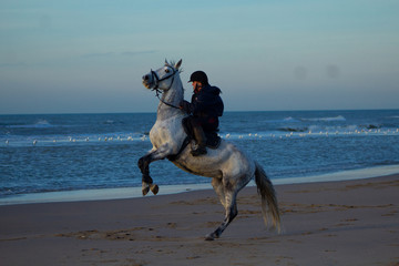horse riding on the beach with a sunset, water, sand. Girls having fun