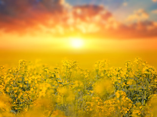 closeup yellow rape field at the dramatic sunset, outdoor agricultural background