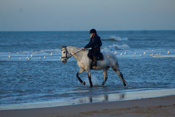 horse riding on the beach with a sunset, water, sand. Girls having fun