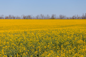 wide yellow spring rape field, agricultural scene