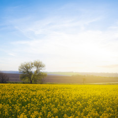 Obraz premium yellow rape field at the sunset, outdoor agricultural background
