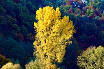 herbst, wald, fall, baum, natur, landschaft, gelb, baum, blatt, laub, green, jahreszeit, bunt,...