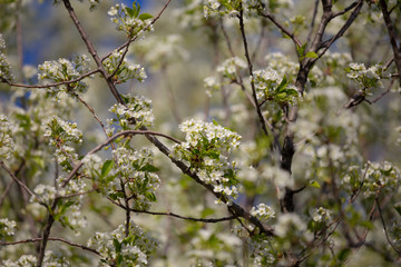 closeup cherry tree in a white blossom