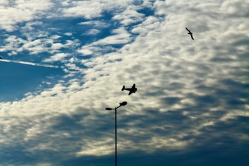 himmel, bird, fliegender, blau, möve, fliege, cloud, bird, cloud, fliegen, natur, gull, freiheit, flügel, flieger, luft, flugzeug, sonne, abendrot, tier, black, weiß