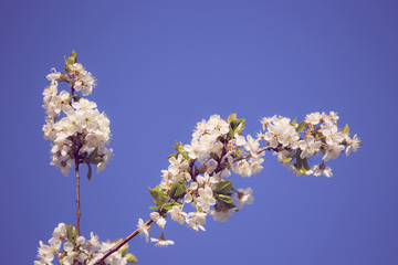 closeup cherry tree branch in a blossom on a blue sky background