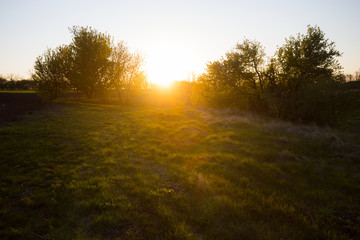 Fototapeta na wymiar small grove at the sunset, natural twilight background