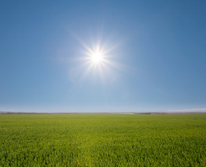 Fototapeta na wymiar green rural field under a sparkle sun at the summer day