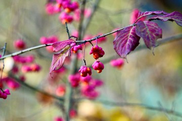 blume, natur, frühling, aufblühen, pink, blume, baum, pflanze, blühen, garden, green, jahreszeit, lila, flora, rot, sommer, schönheit, ast, blatt, auflösungszeichen, floral, makro, close up