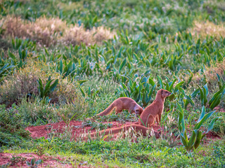 South African Meerkats at green wildlife 