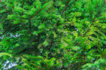 green texture of christmas tree nature and grow
