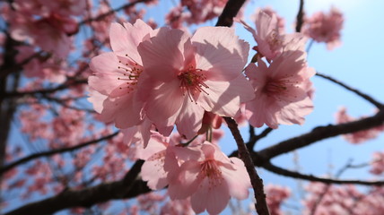 青空に映えるピンクの桜の花のアップ