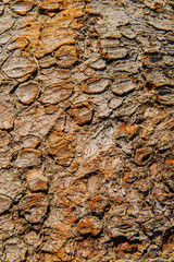 texture of wood planks for building or logs old wood background or texture
