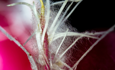 Mucor Mudcedo