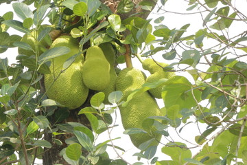 Jack fruit with jack fruit tree