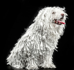 Puli dog, hungarian shepherd dog, shepherd dog on a black background