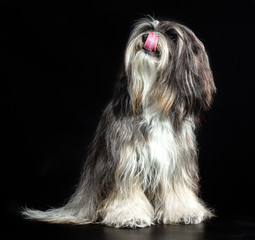 Tibetan Terrier, a dog sitting on a black background
