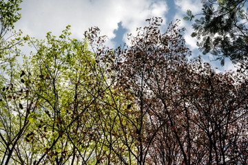 tree branches against blue sky