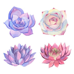 Set of watercolor different succulents  isolated on white background. Natural floral illustration for design, print, fabric or background 