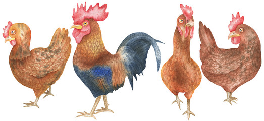 Set of hens and cock