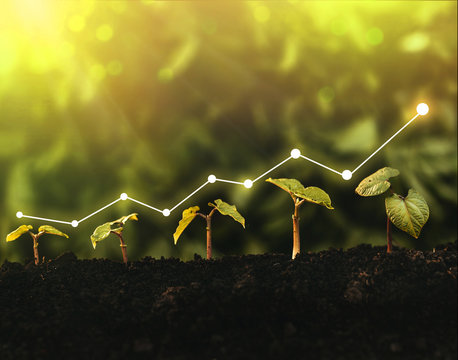 Seedling Are Growing From The Rich Soil. 
Concept Of Business Growth, Profit, Development And Success.