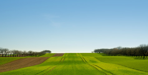 Scenic view of field against clear sky