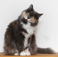 Beautiful young Maincoon kitten is sitting on a wooden board infront of a white background and...