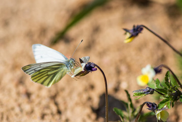 A tropical butterfly sits on a flower. Photographed close-up.
