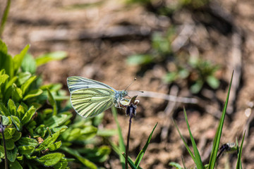Exotic butterfly sits on a flower. Photographed close-up.