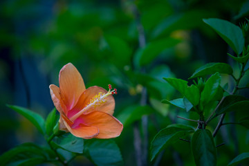 Orange Hibiscus flower with green background in macro