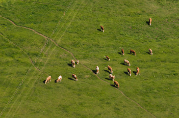gras, feld, landschaft, natur, bauernhof, green, kuh,