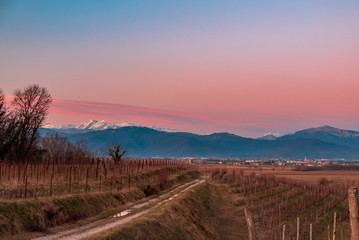 Naklejka na ściany i meble Winter sunset in the vineyards of Collio Friulano