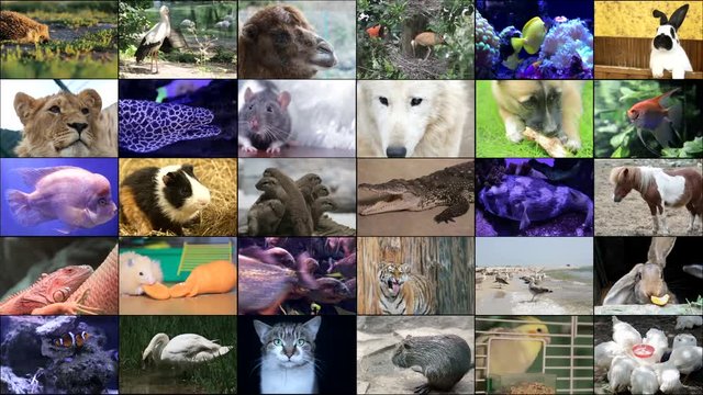 Flora and fauna.Video Collage of 99 animals, split screen for installation