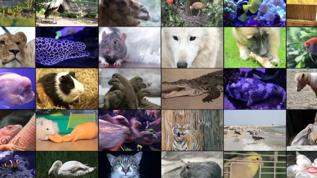 Animated video walls with many animals. Video collage