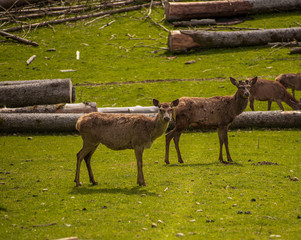 View of deer grazing in a meadow, with antlers starting to grow back in stags after the winter.
