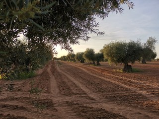 Paisaje rural y olivas