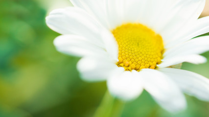 Margarite Blume