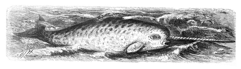 Narwahl (Monodron monoceros) / Antique illustration from Brockhaus Konversations - Lexikon 1908