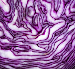 Obraz premium Cut red cabbage head.