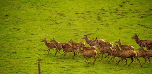 Herd of deer running in a field
