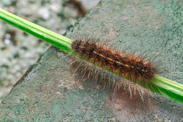 The caterpillar is walking on the banana leaves