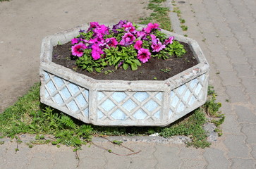 Octagonal concrete flowerbed with red flowers