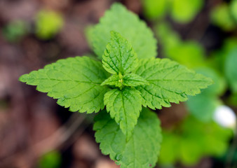 Top view of plant nettle growing in the forest.