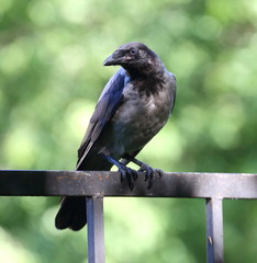 Crow sitting on a metal fence