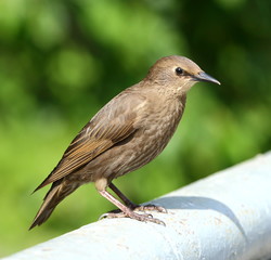 Blackbird sitting on the gray metal tube