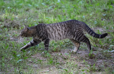 Fototapeta na wymiar Grey striped cat sneaks on the ground among the rare greenery